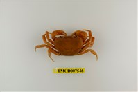 藏品(蔡氏澤蟹)的圖片